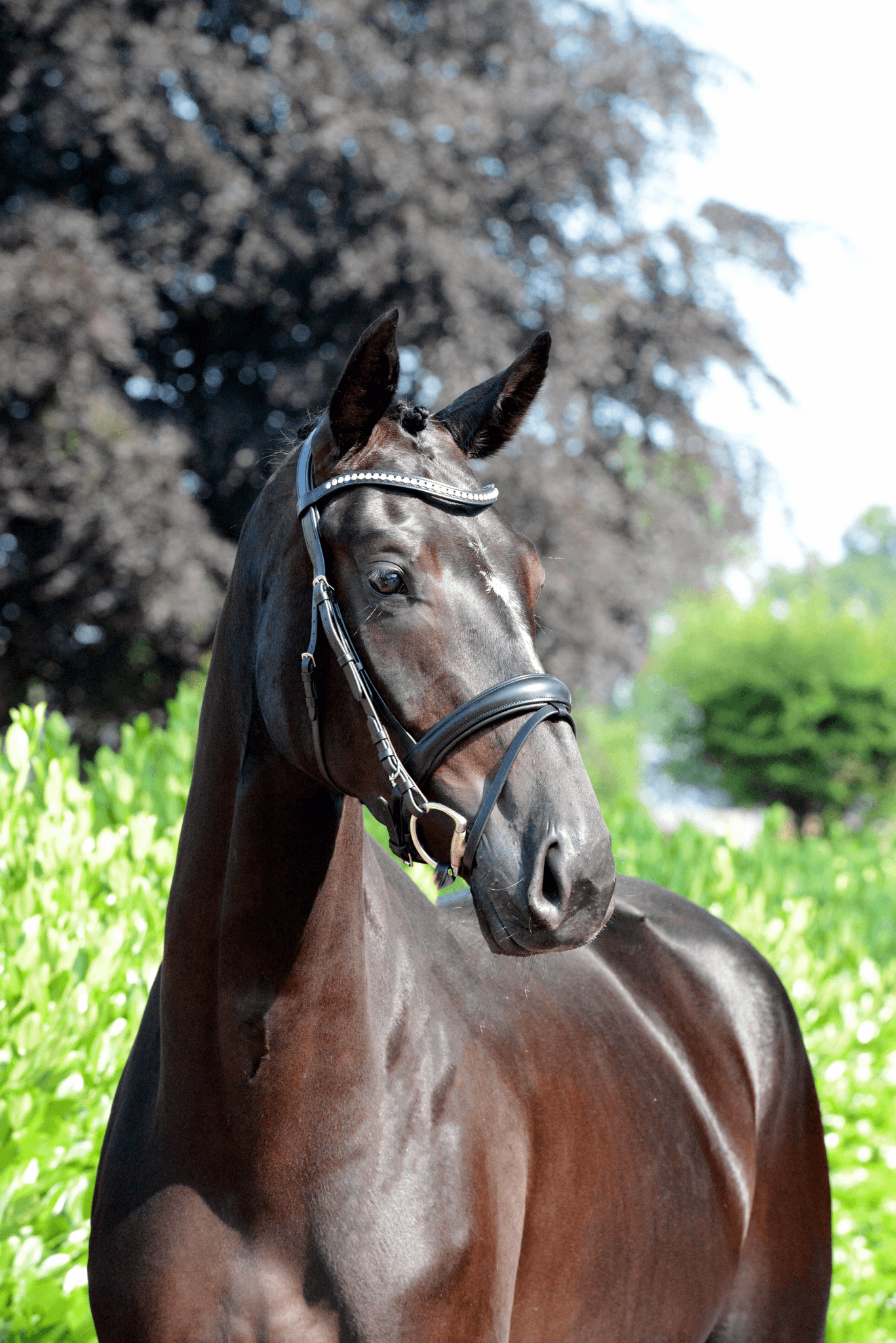 Hildegard