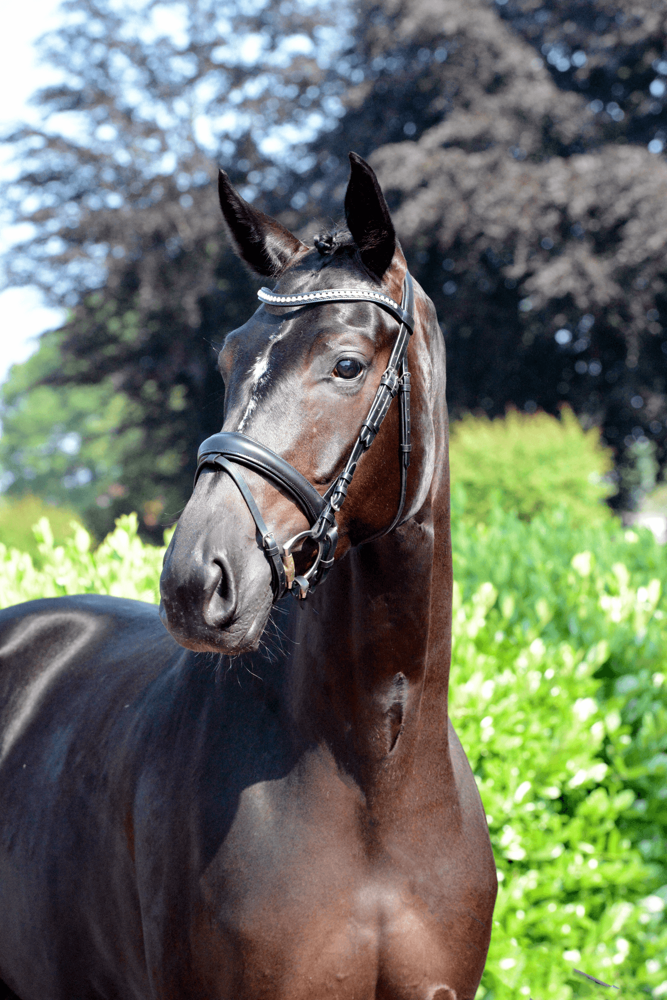 Hildegard