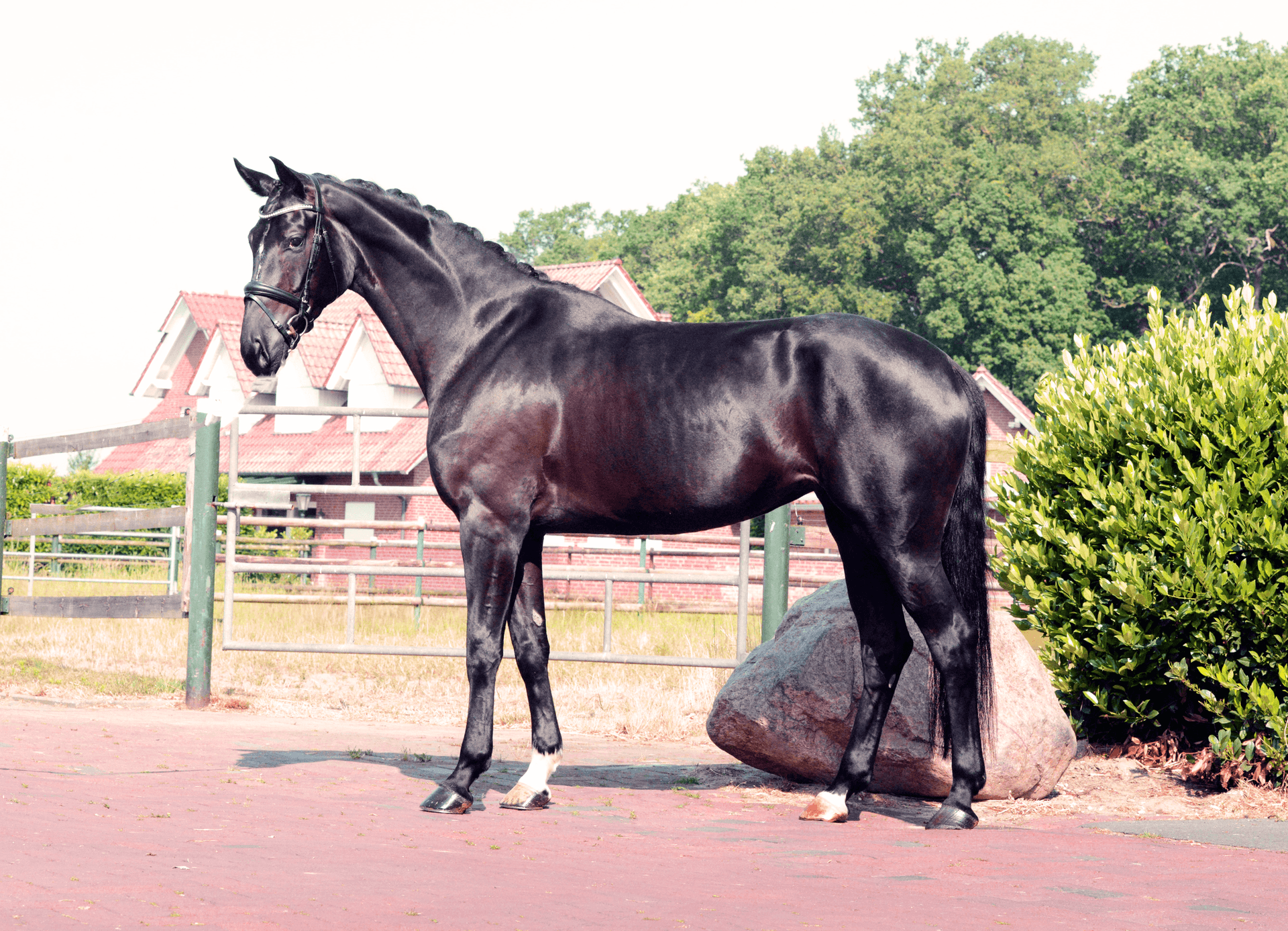 Hildegard
