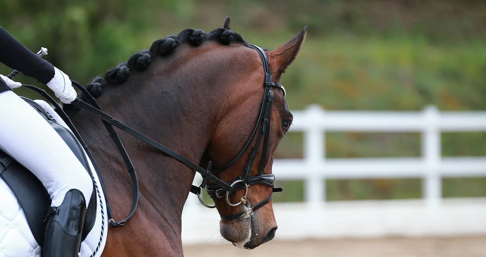 Success Horses of Equinobiles