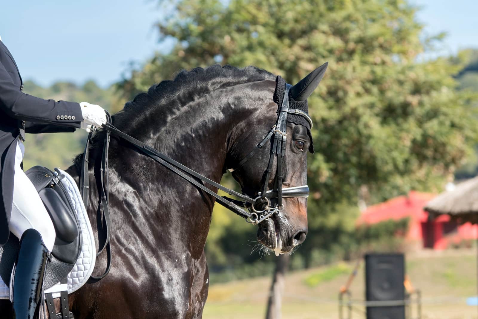 Ausbildung und Verkauf edler Dressurpferde von Equinobiles