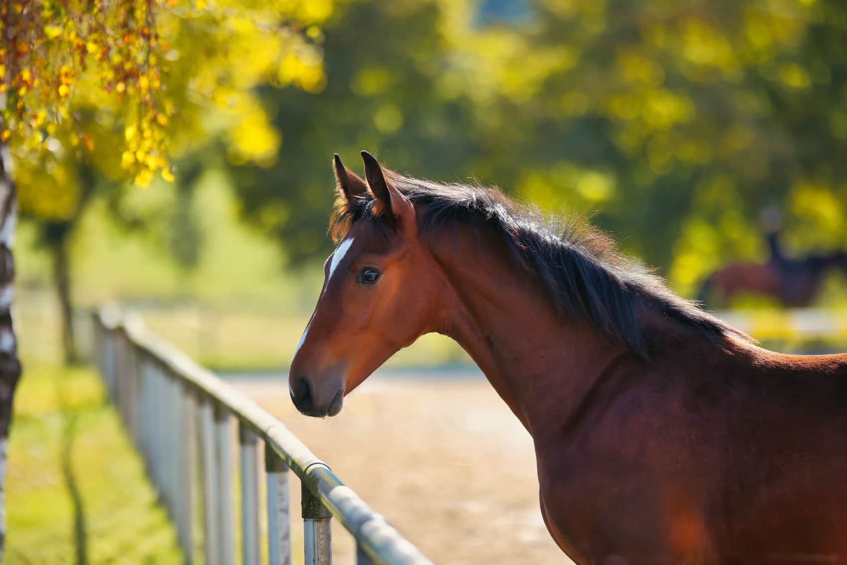 Young horses from Equinobiles