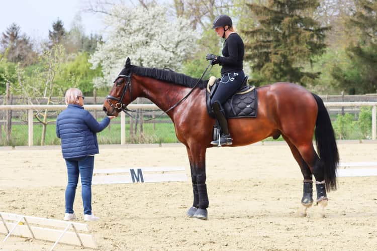 Young horse from Equinobiles