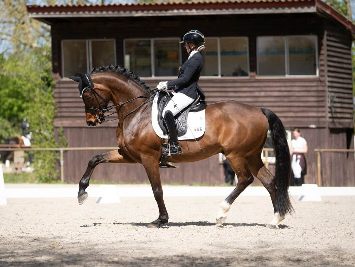 Royal Heritage Second in M-Dressur